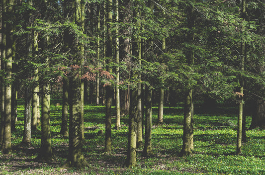 Sibirische Tanne - siberian fir
