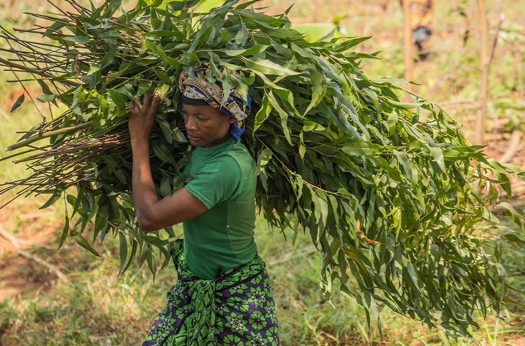 vietnamesischer Eukalyptus Erntea - lemon eucalyptus