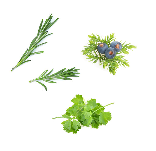 doTERRA zendocrine ätherische Ölmischung was ist enthalten