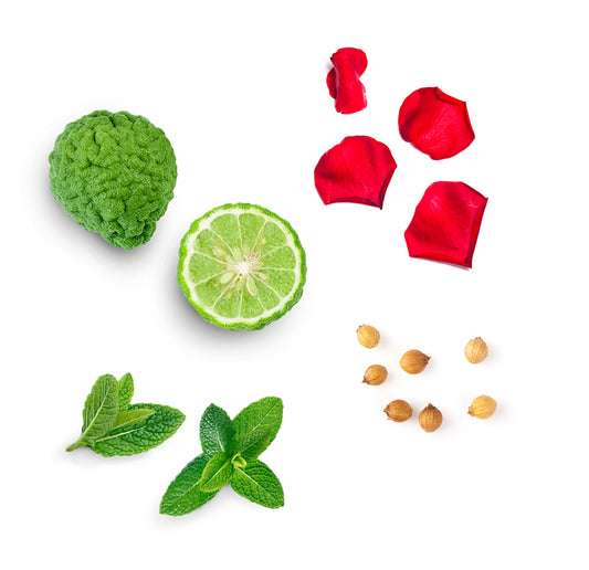 doTERRA align ätherische Ölmischung was ist enthalten