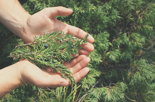 doTERRA Wacholderbeere juniper berry 5 ml ätherisches Öl