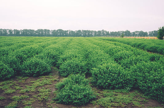 doTERRA Zitronenmelisse - melissa