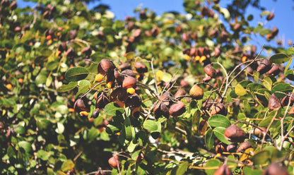 doTERRA Copaiba Öl touch 10 ml copaiba fa