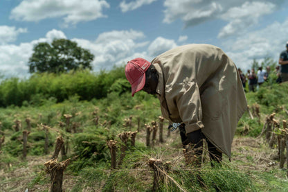 3X Impact Tee Tree, Kenya 4