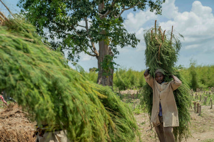 3X Impact Tee Tree, Kenya 5