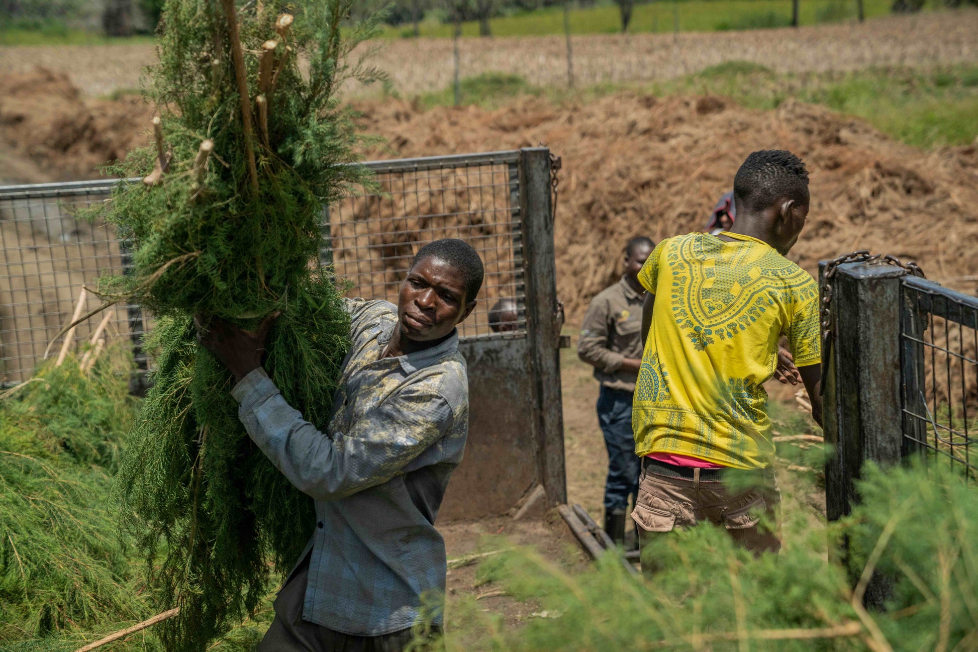 3X Impact Tee Tree, Kenya 6
