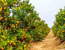 doTERRA wild orange Wildorange ätherisches Öl 15 ml