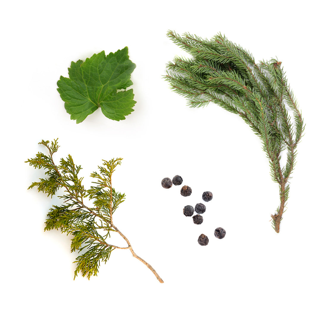 amavi 1touch doTERRA