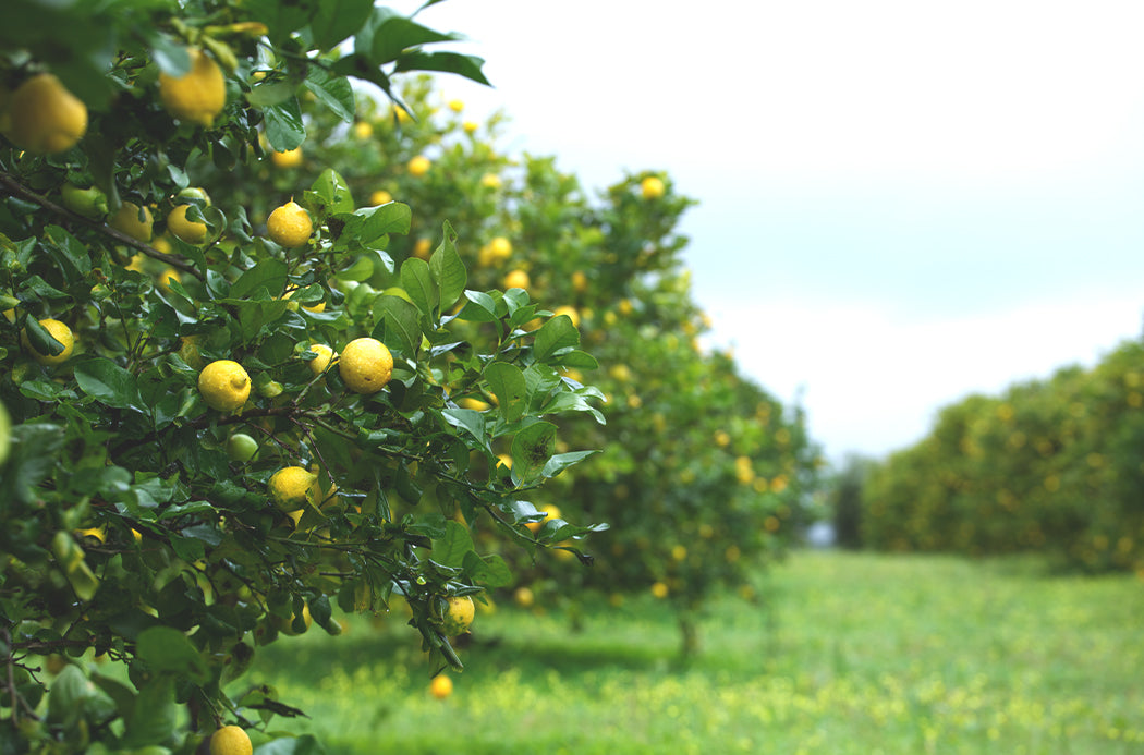 doTERRA Zitrone / lemon Öl