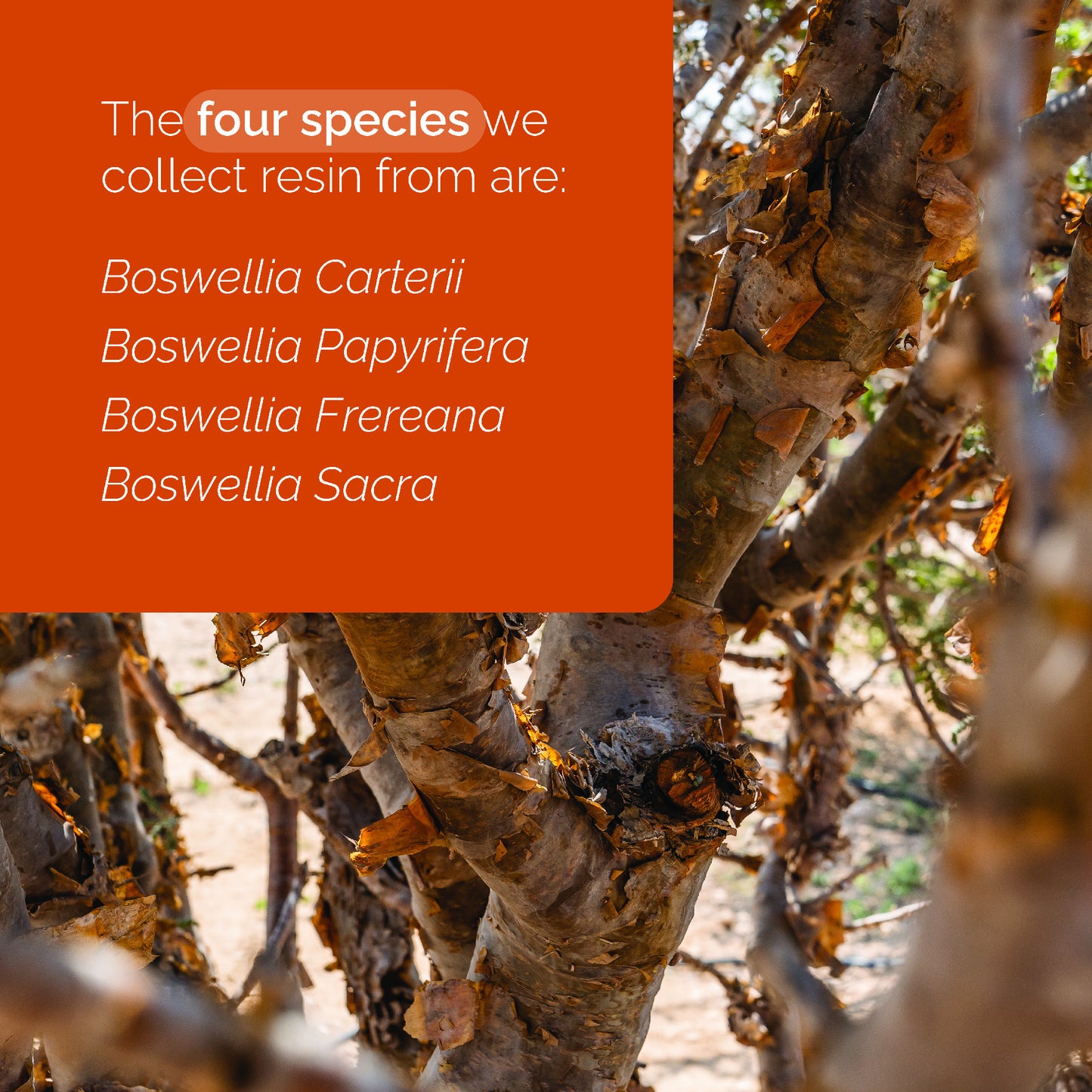 doTERRA Weihrauch ätherisches Öl frankincense 15 ml