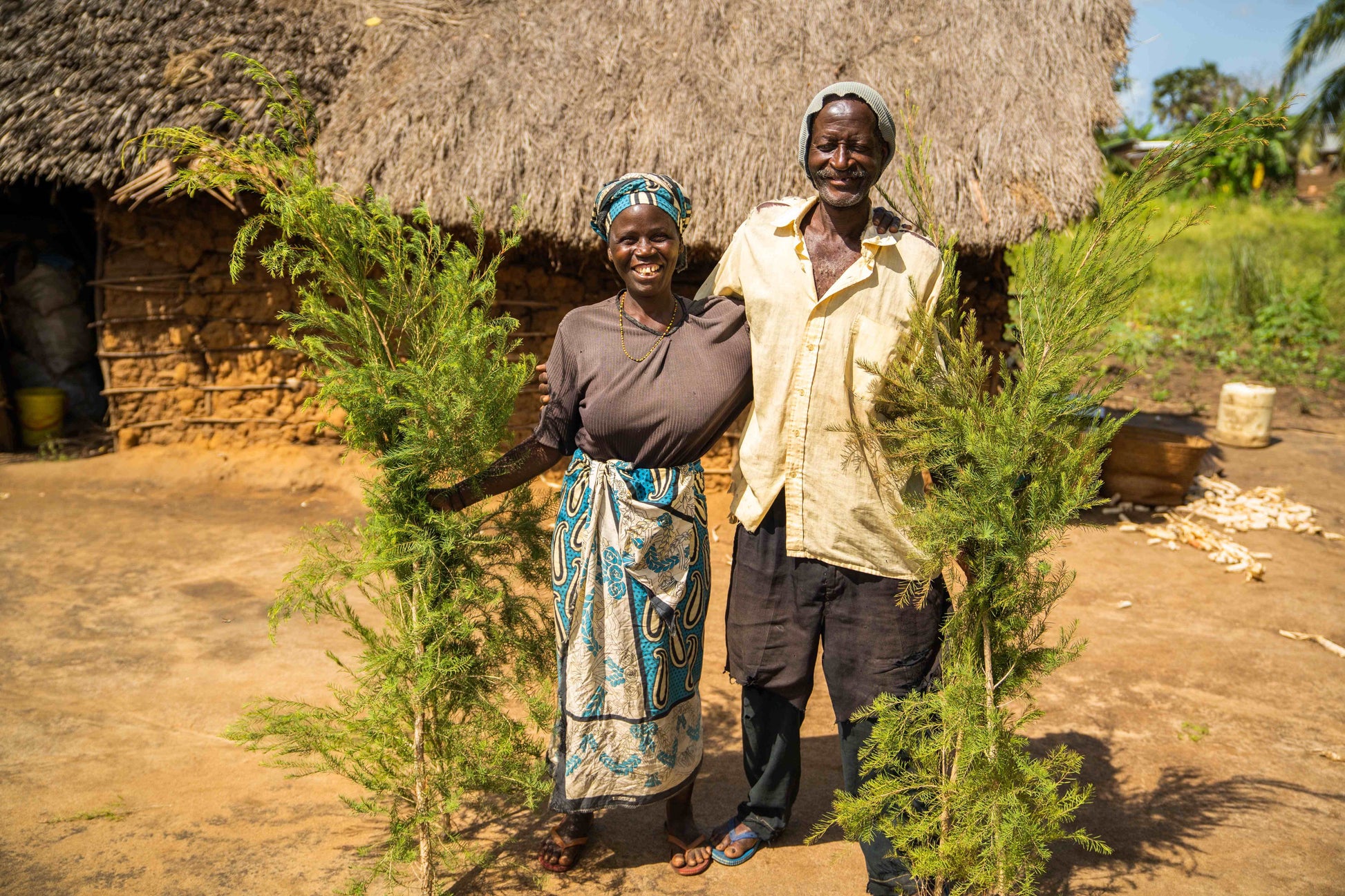 doTERRA Teebaum (Tee tree) ätherisches Öl 15 ml