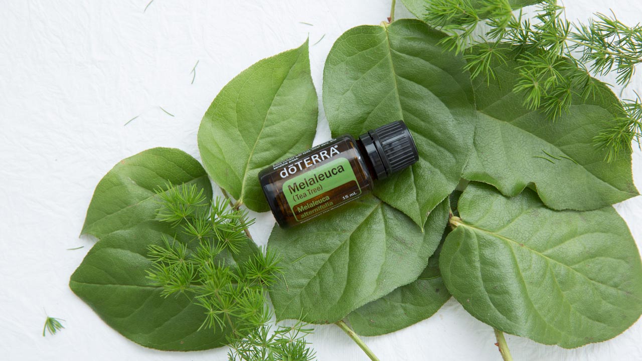 doTERRA Teebaum (Tee tree) ätherisches Öl 15 ml