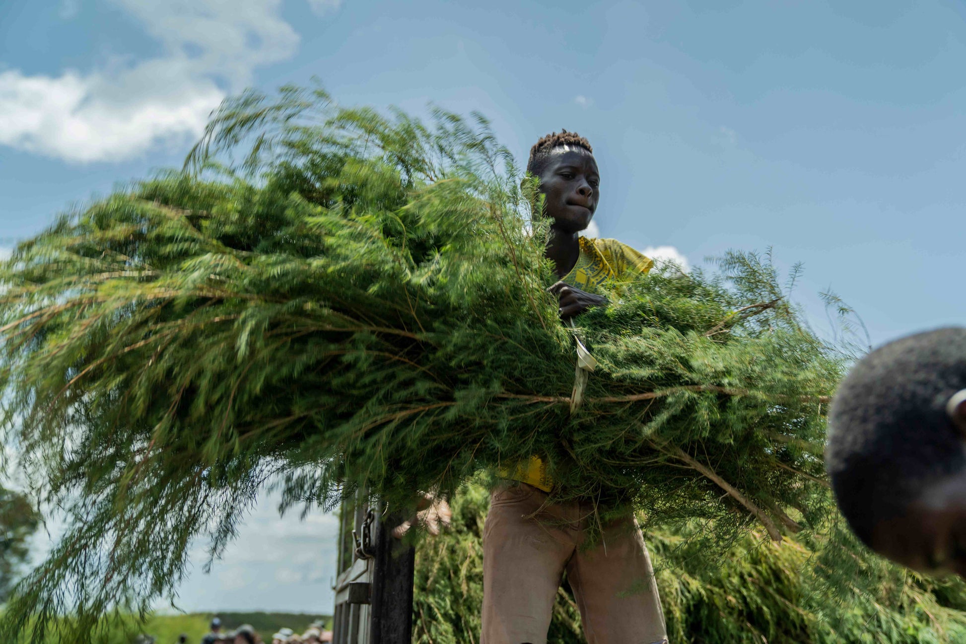 doTERRA Teebaum (Tee tree) ätherisches Öl 15 ml