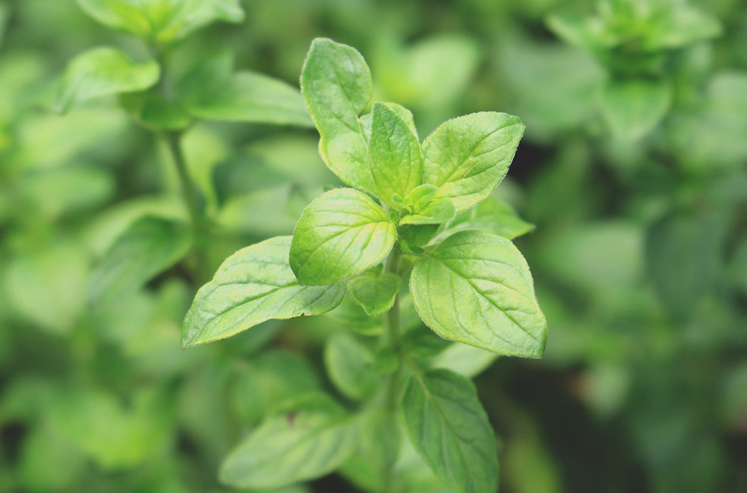Oregano - oregano