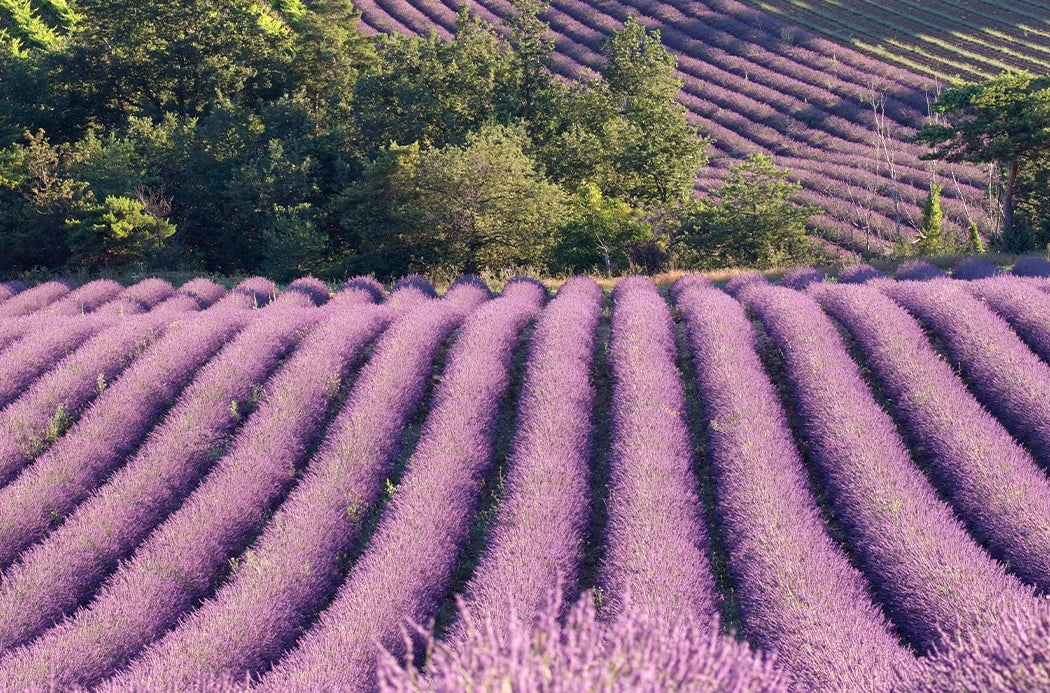 Lavendel Feld - lavender field