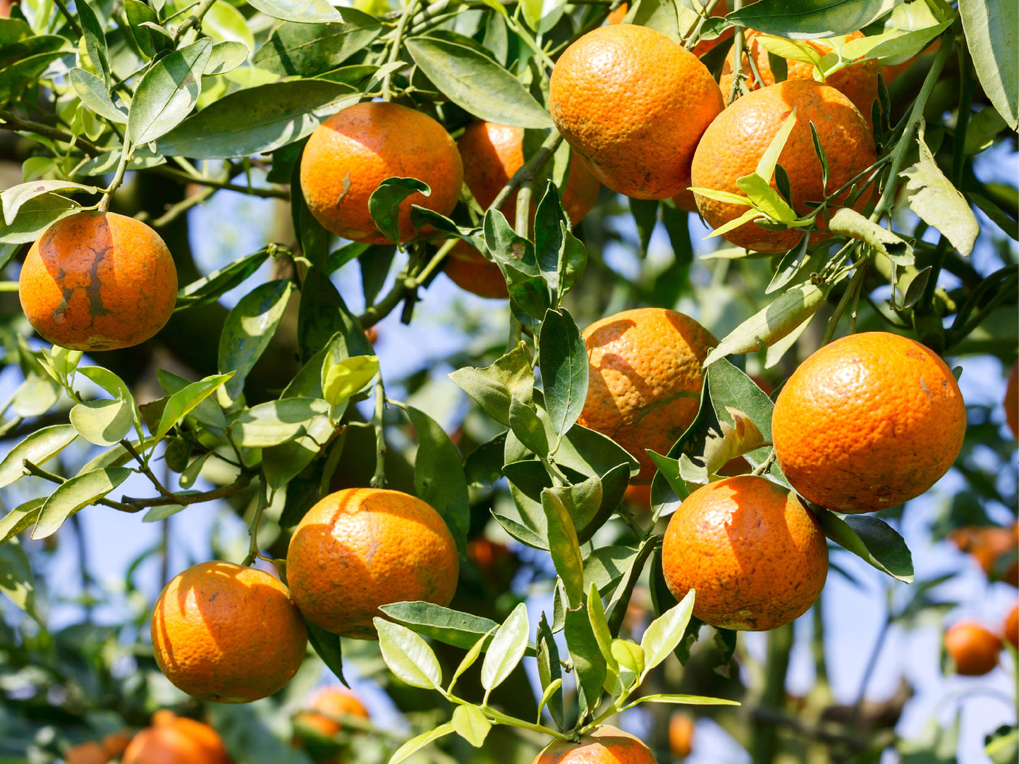 doTERRA wild orange Wildorange ätherisches Öl 15 ml