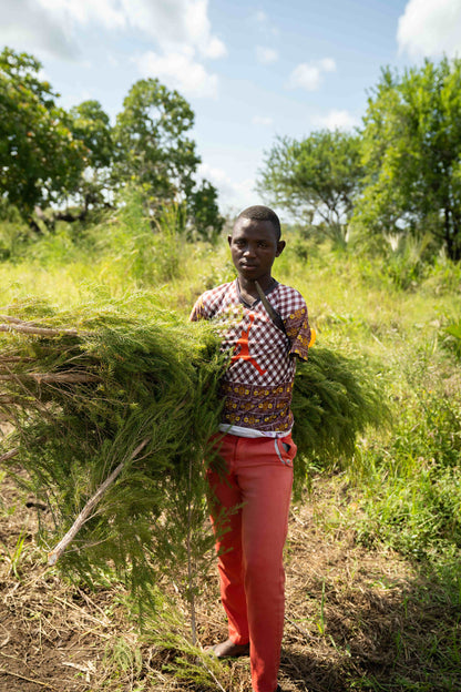 doTERRA Teebaum (Tee tree) ätherisches Öl 15 ml