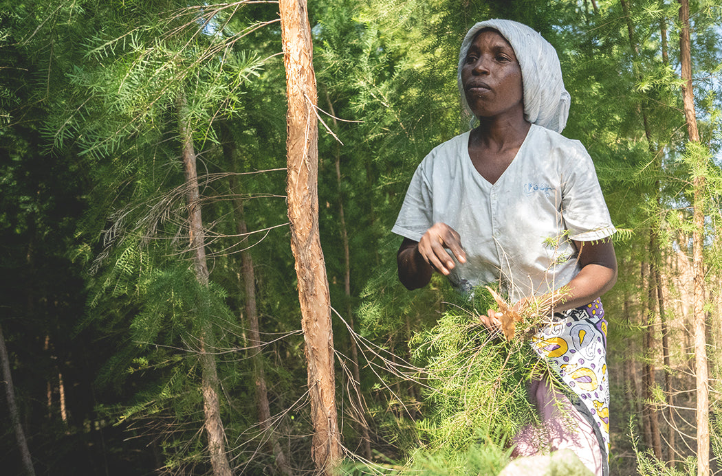 doTERRA Teebaum (Tee tree) ätherisches Öl 15 ml
