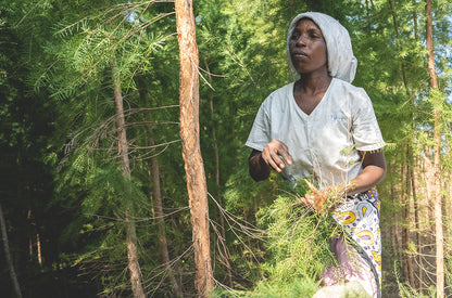 doTERRA Teebaum (Tee tree) ätherisches Öl 15 ml