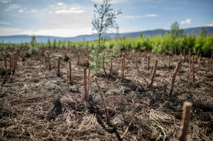 doTERRA Teebaum (Tee tree) ätherisches Öl 15 ml