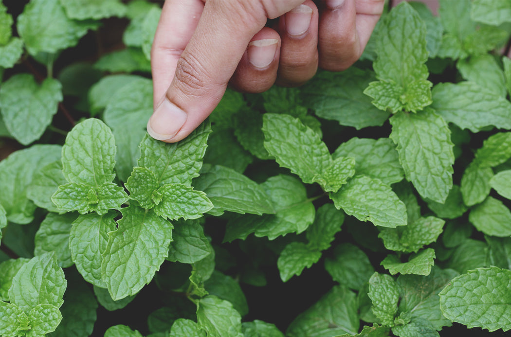 doTERRA Pfefferminze Perlen (Peppermint oil beadlet)