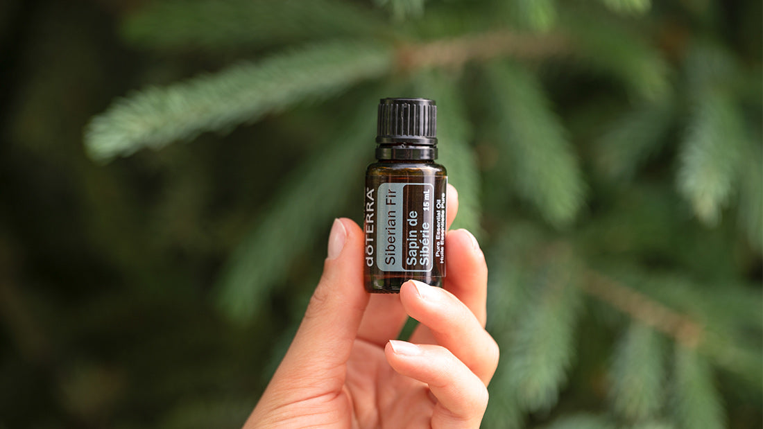 Sibirische Tanne - siberian fir