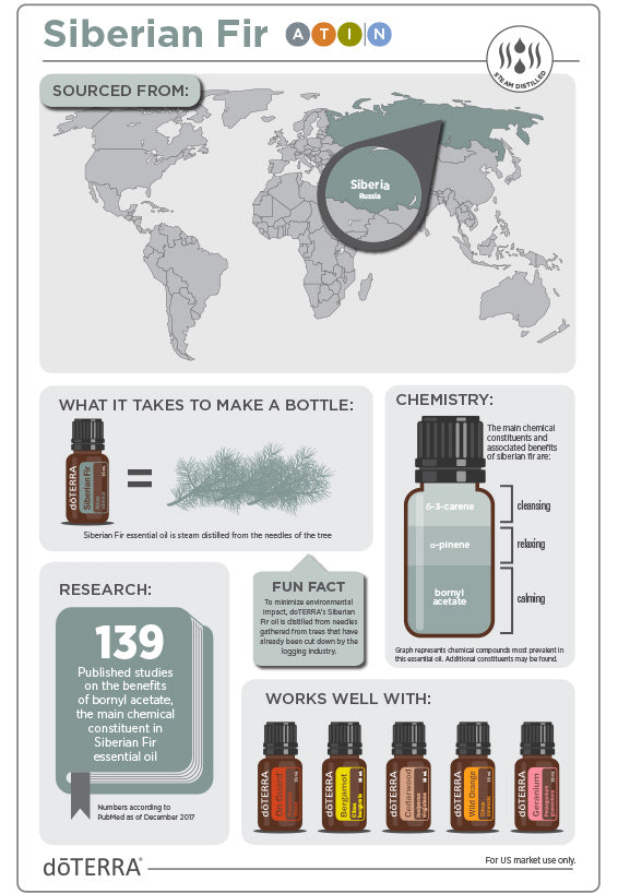 Sibirische Tanne - siberian fir Beschaffung