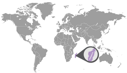 doTERRA Gewürznelke ätherisches Öl - clove 15 ml