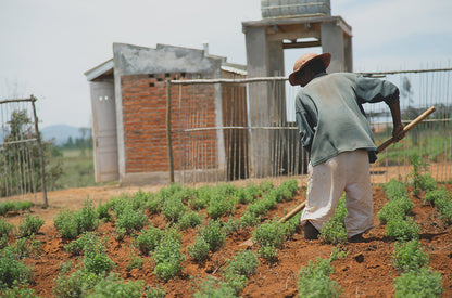 Thymian Anbau - thyme