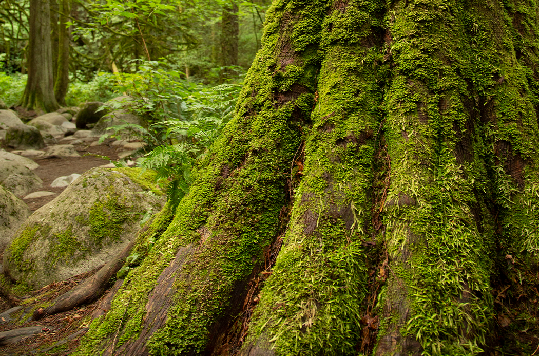 doTERRA Rotzeder (Cedarwood) ätherisches Öl 15 ml