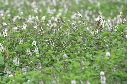 Grüne Minze - spearmint