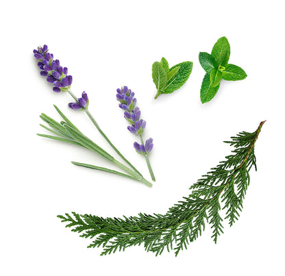 doTERRA aromatouch ätherische Ölmischung was ist enthalten