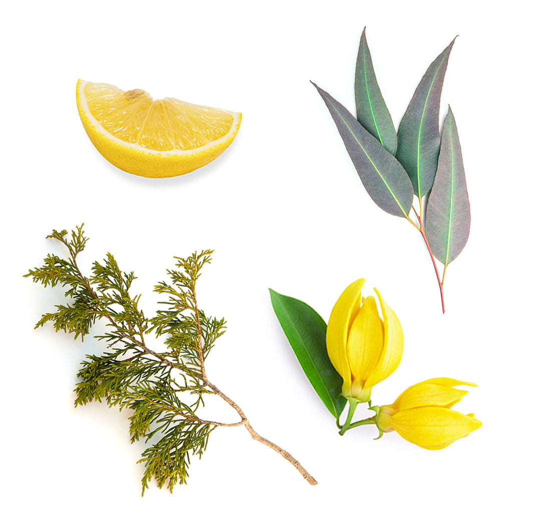 doTERRA terrashield ätherische Ölmischung was ist enthalten