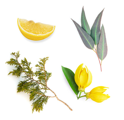 doTERRA terrashield ätherische Ölmischung was ist enthalten