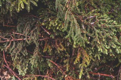 doTERRA Kanadai schwarz luc - blackspruce