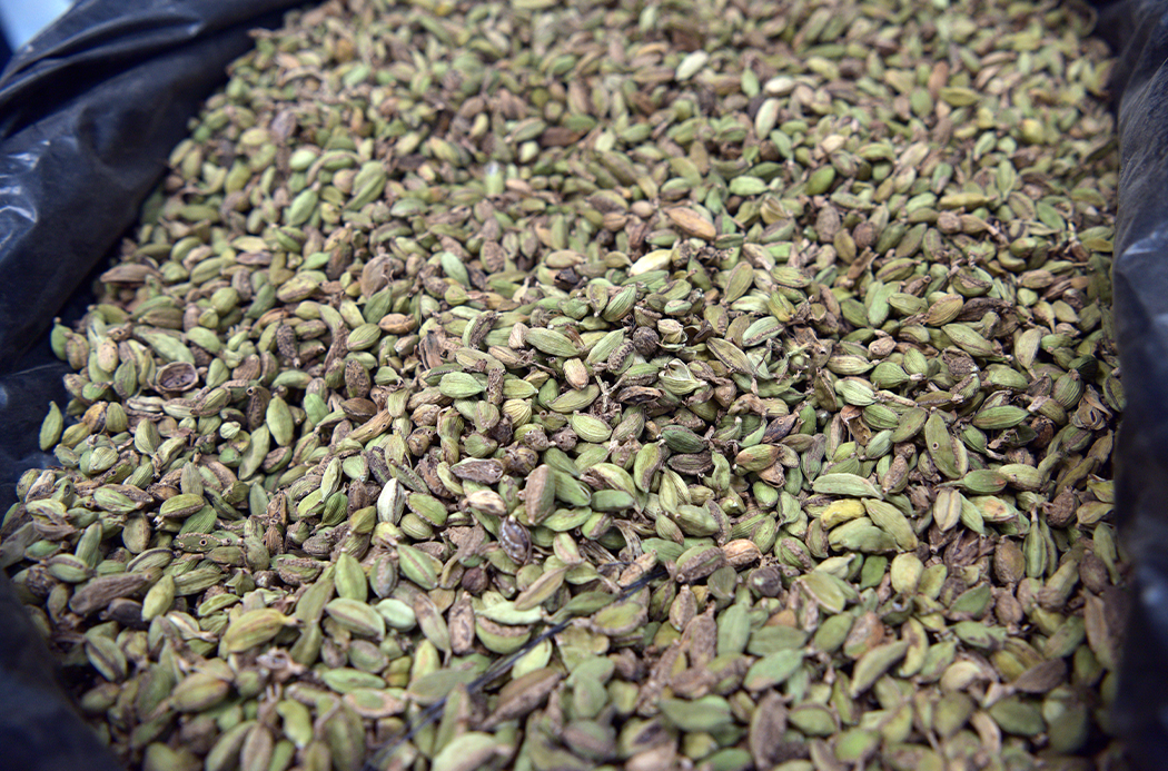 Kardamom - cardamom doTERRA ätherisches Ölak alapanyaga