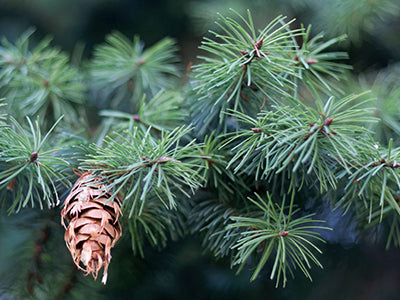 doTERRA Douglasie douglas fir