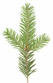 doTERRA Douglasie douglas fir
