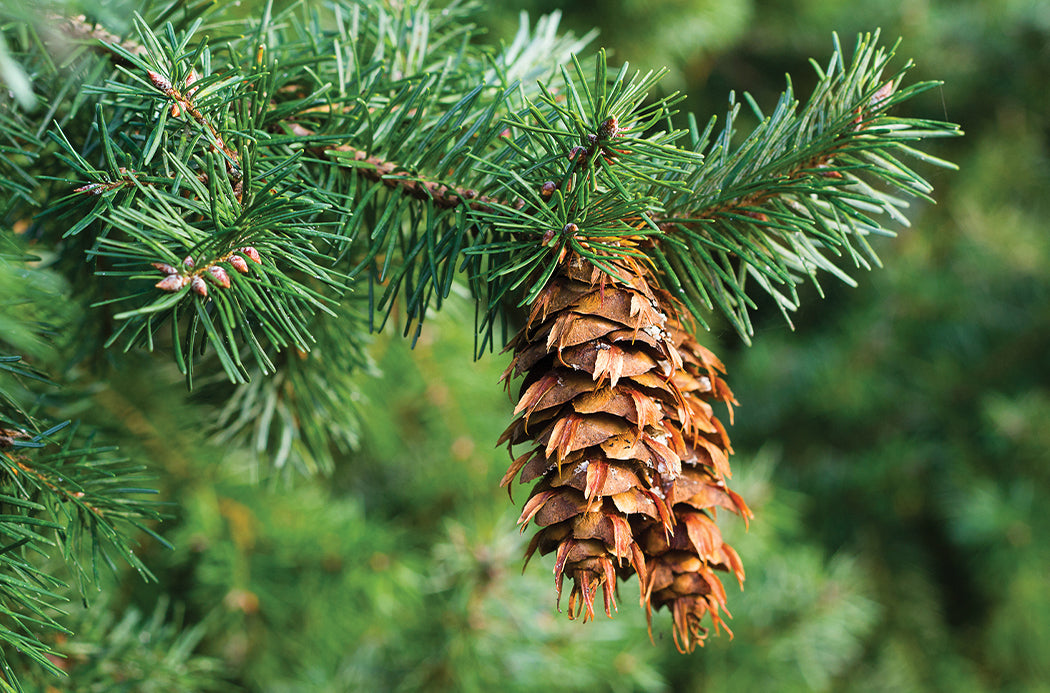 doTERRA Douglasie douglas fir