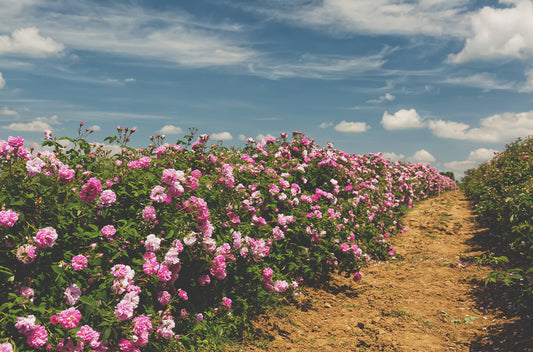 doTERRA Rose Feld rose field