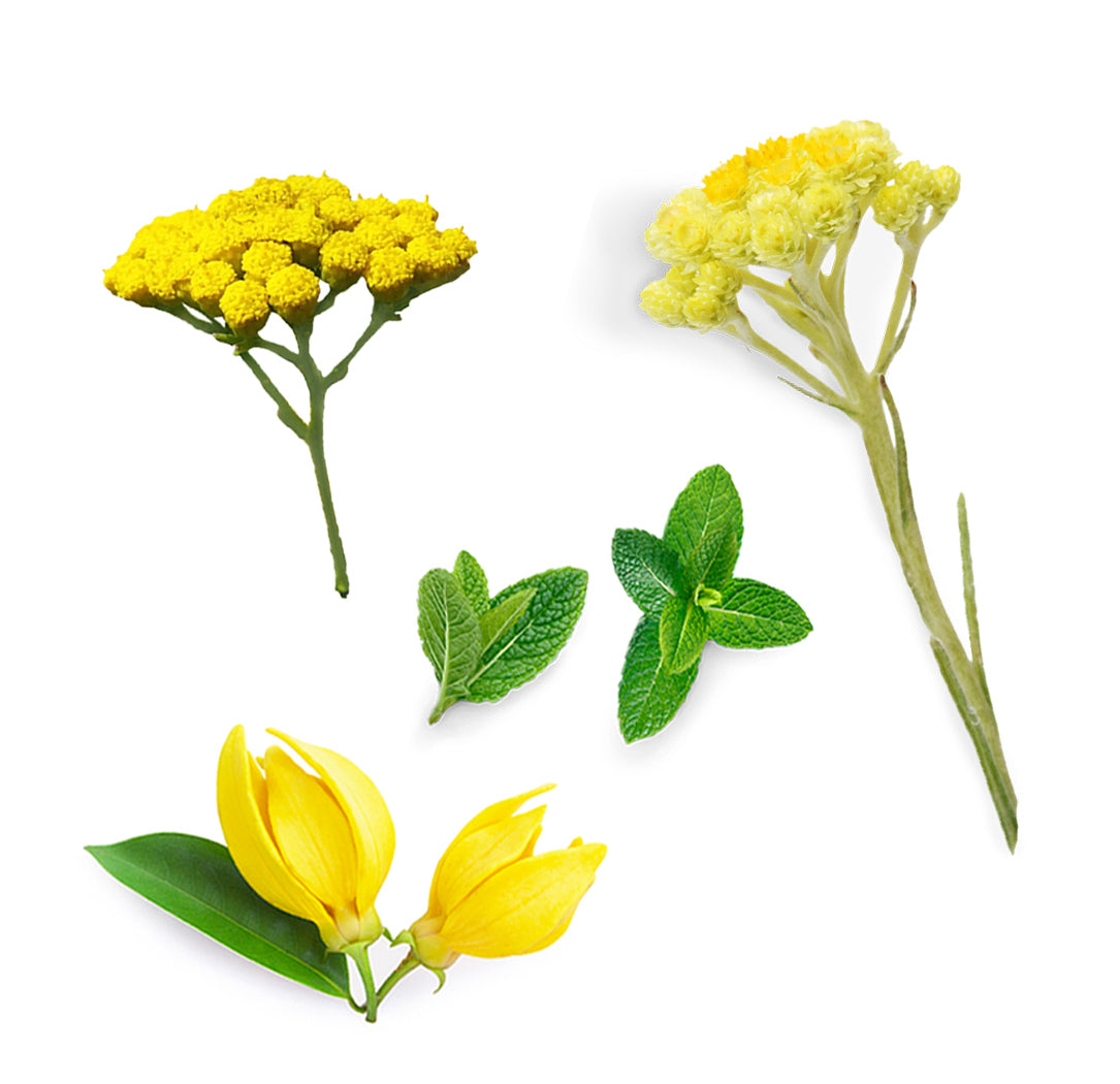 doTERRA deep blue rub was ist enthalten